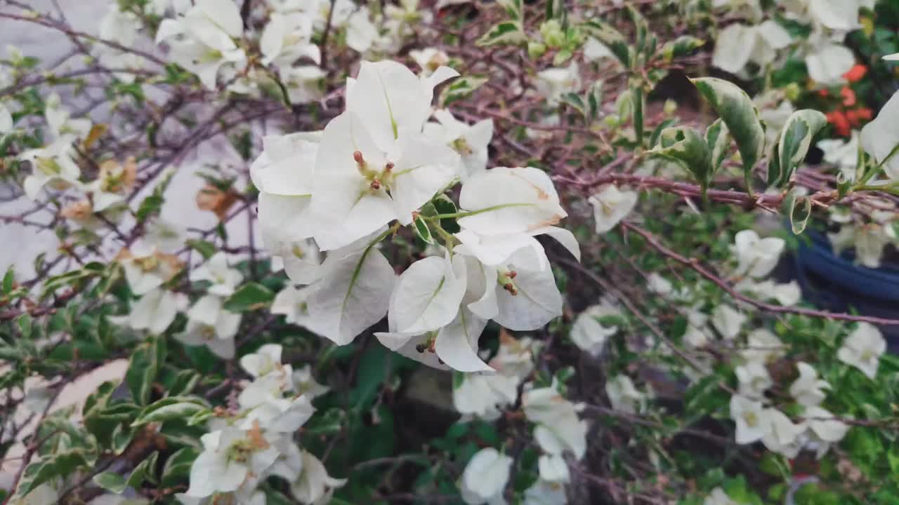 在微风中摇曳的花朵视频下载