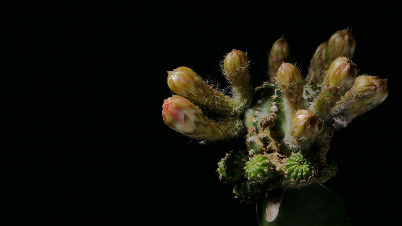 仙人掌花开花，小仙人掌在一个花盆背面的背景视频素材