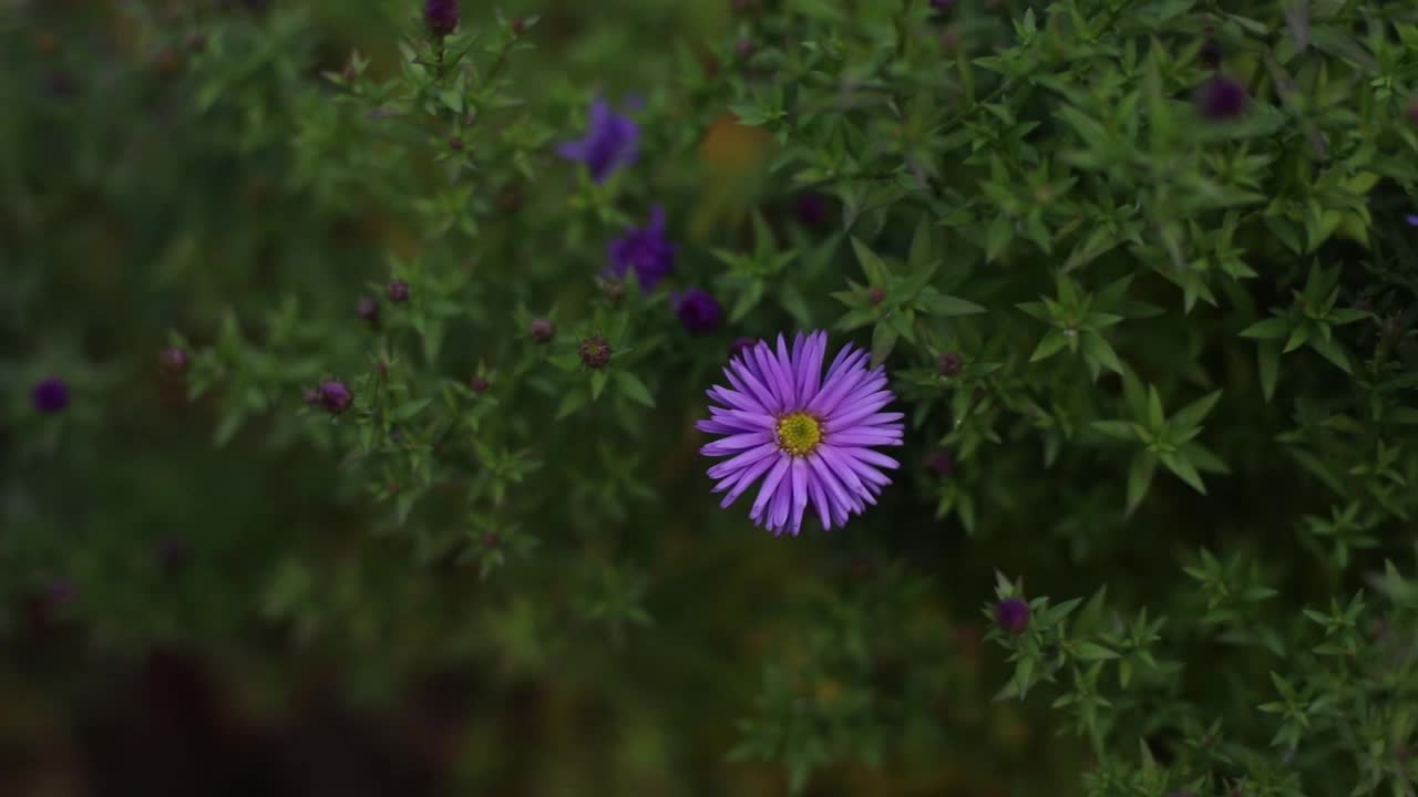 紫菀花于秋园，选择性聚焦视频素材