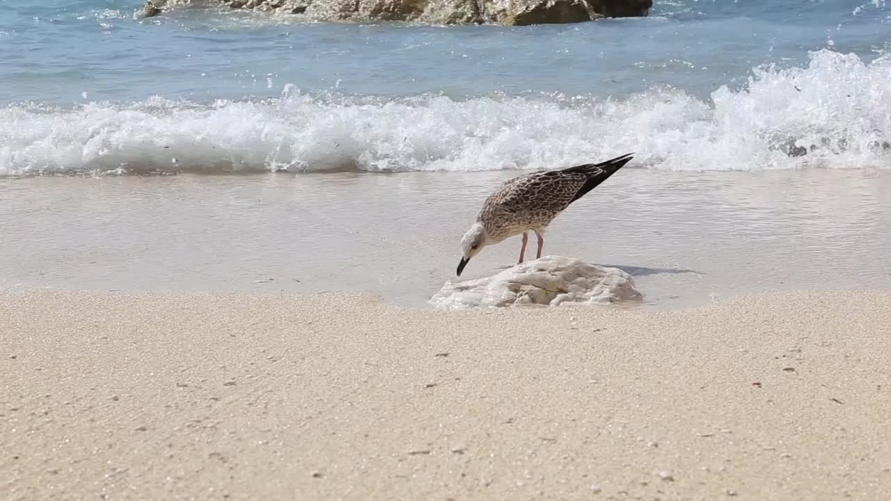 希腊帕克索斯爱奥尼亚群岛海滩上的海鸥——希腊著名的夏季旅游胜地视频下载