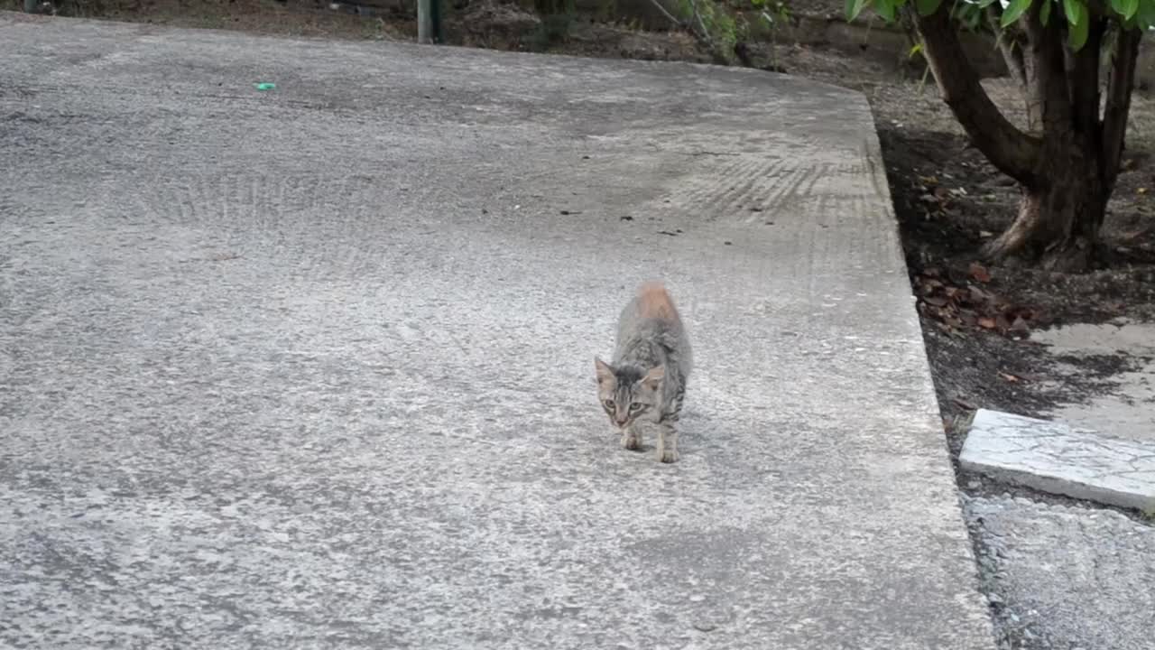 可爱的小猫在院子里寻找食物-和猫一起的视频视频下载