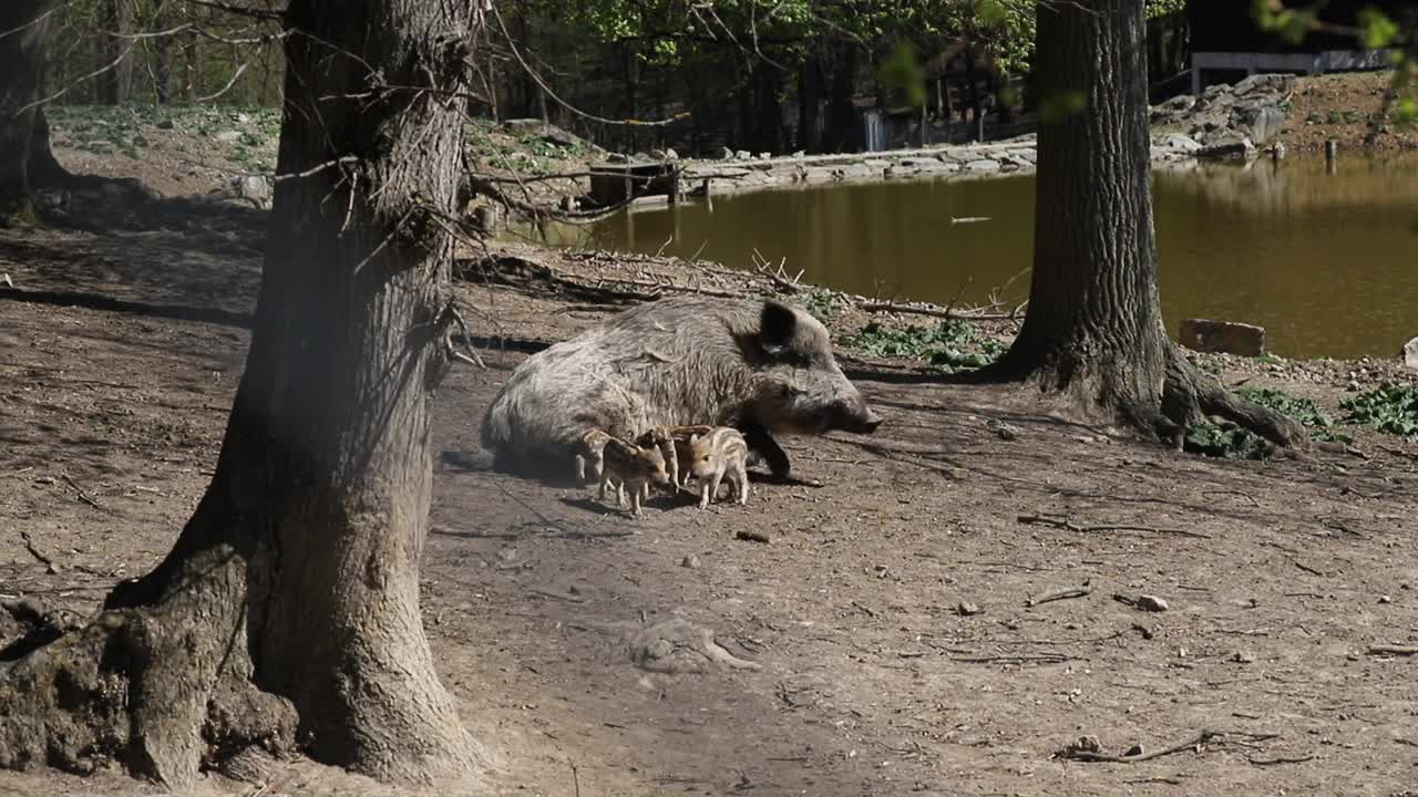 野猪- Sus Scrofa - female把小猪崽带到水里。来自野外的视频视频素材