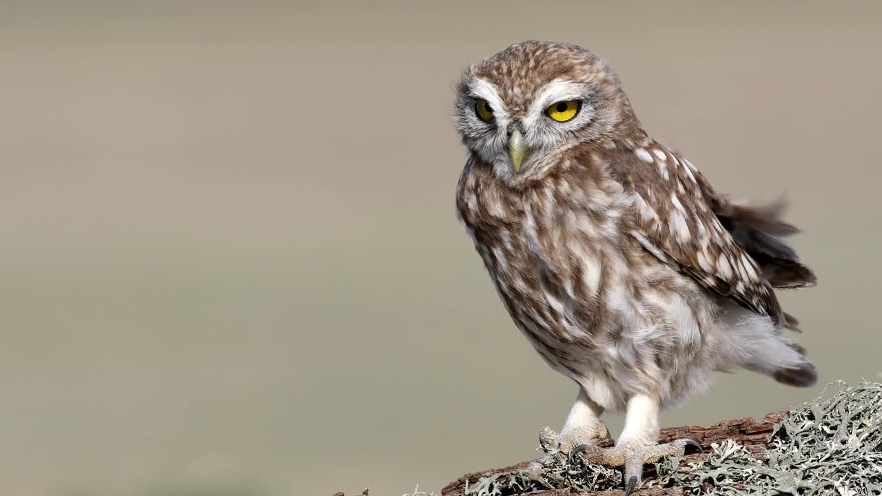 小猫头鹰。(Athene noctua)自然背景。视频素材