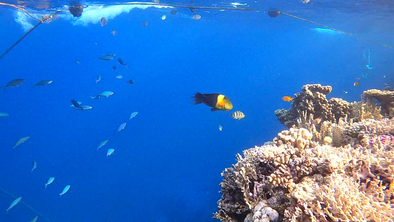 埃及红海地下世界的视频素材。高清视频视频素材