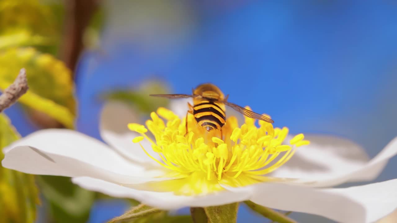 食蚜蝇、花蝇或食蚜蝇，昆虫科食蚜蝇。它们伪装成危险的昆虫黄蜂和蜜蜂。许多种类的成虫主要以花蜜和花粉为食。视频素材