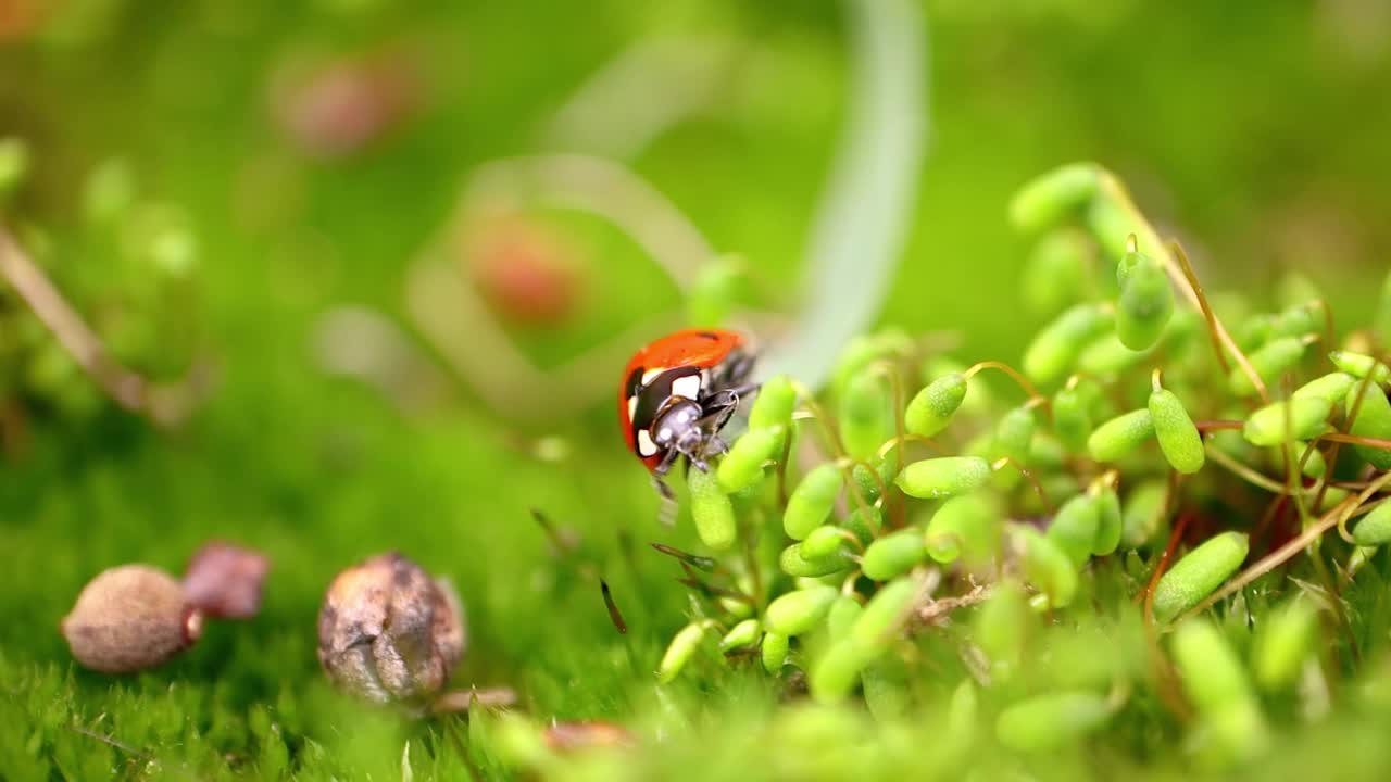 森林绿草中瓢虫的特写镜头视频素材