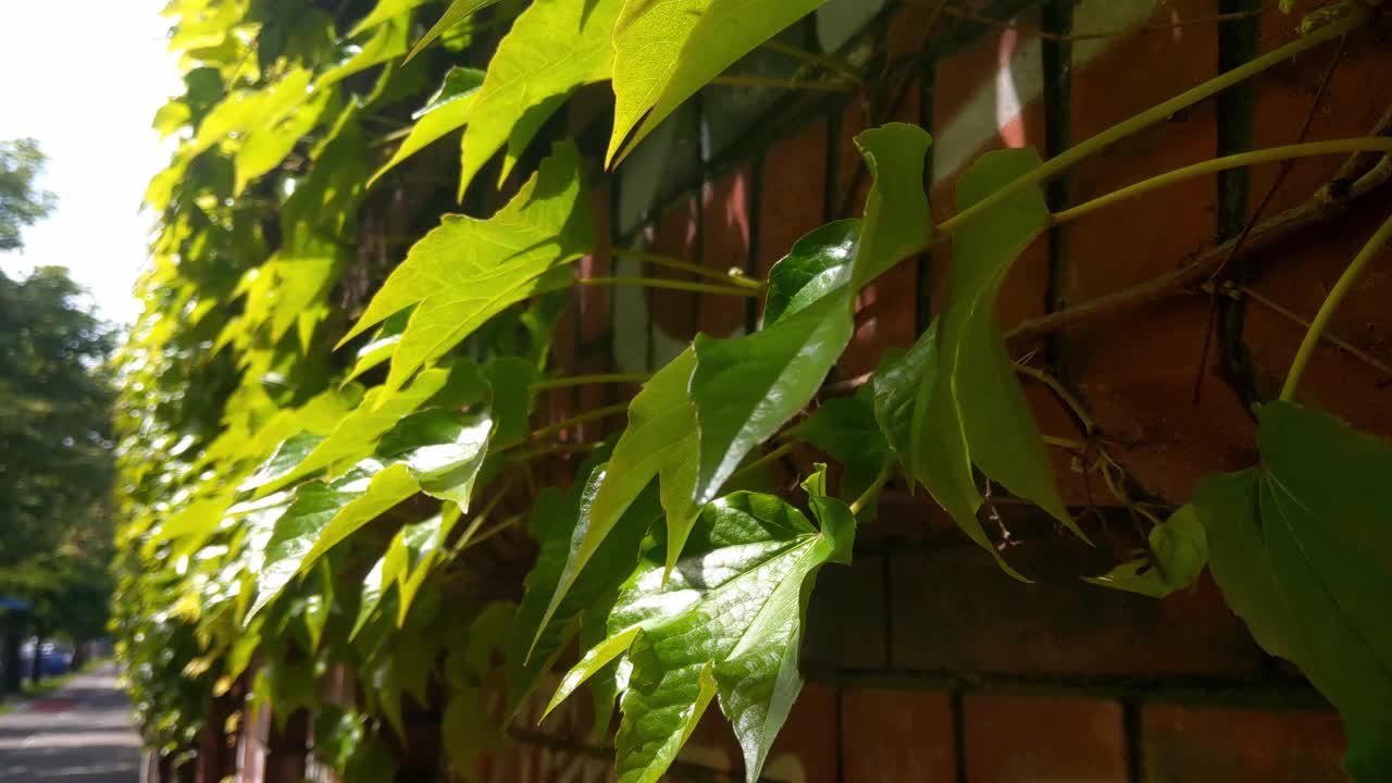 美丽的青藤叶子在雨后的风中摇曳视频素材