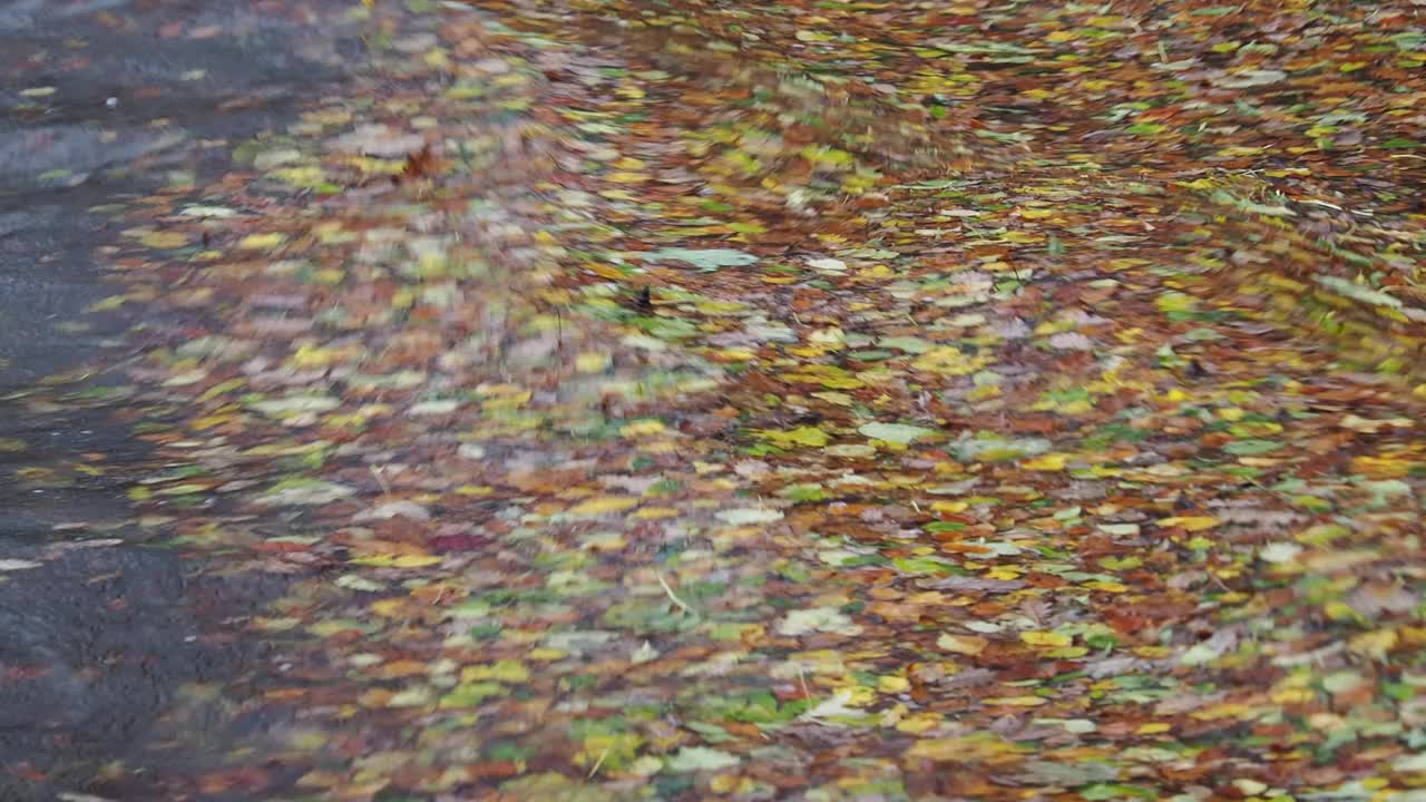 英国湖区安布尔赛德，暴雨过后的洪水过后，温德米尔湖边的树叶。视频素材