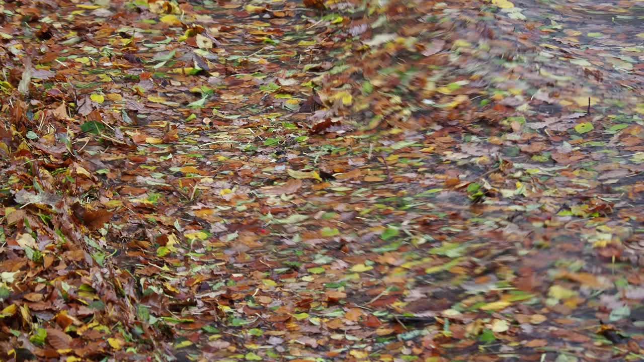 英国湖区安布尔赛德，暴雨过后的洪水过后，温德米尔湖边的树叶。视频素材