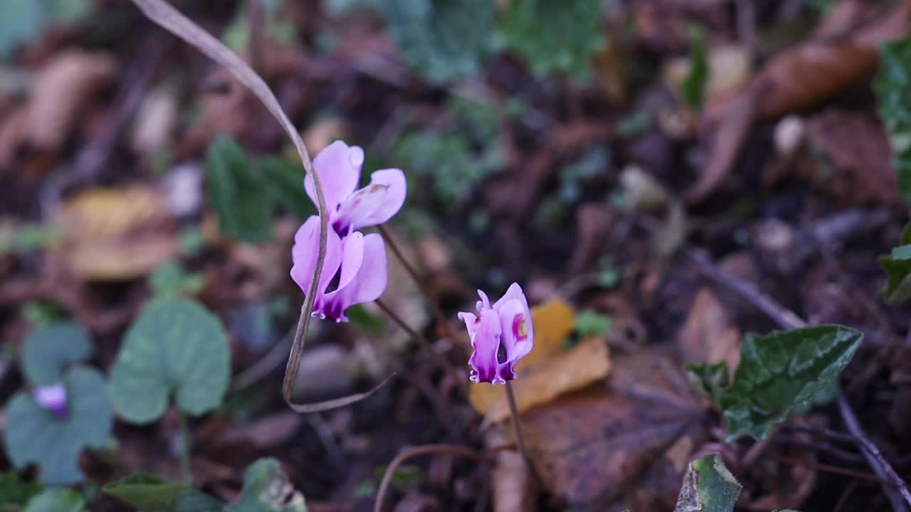 野生的粉红色仙客来开花视频素材