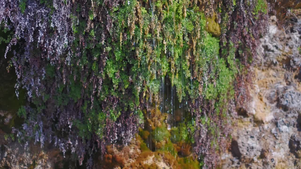 悬崖斜坡上的矿泉，周围有蕨类植物和苔藓。水落在石头上，特写镜头，选择性聚焦。自然背景，森林植被视频素材