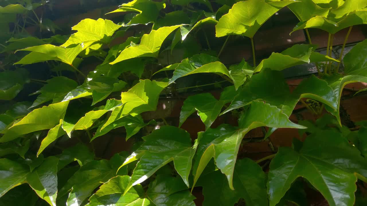 雨后，葡萄的绿叶在阳光下闪闪发光视频素材