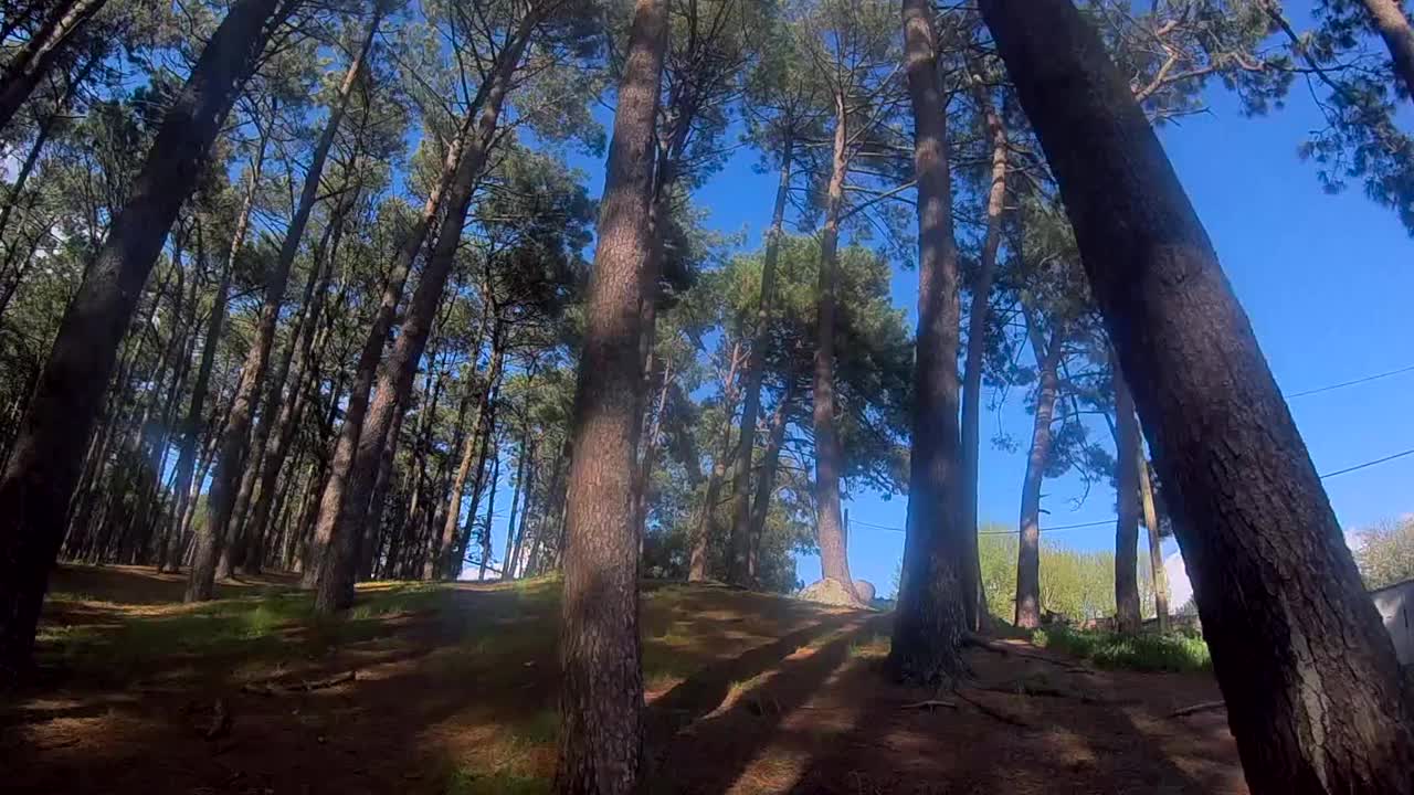 POV广角视野猎人在森林中快速奔跑，躲避高大的原木。骚扰的概念视频下载