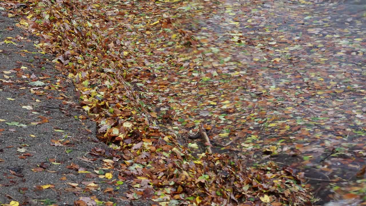 英国湖区安布尔赛德，暴雨过后的洪水过后，温德米尔湖边的树叶。视频素材