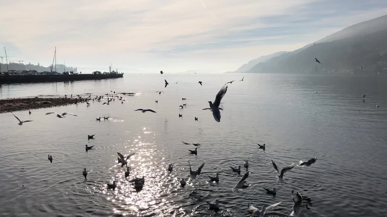 贝尔湖上大群海鸥和水鸟的视频视频素材