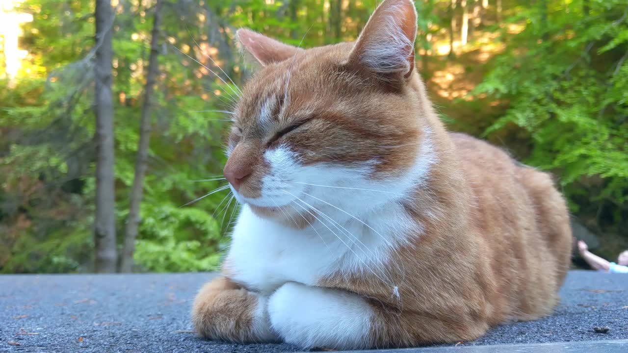 特写到一只美丽的姜黄色的猫，它闭上眼睛，躺着视频素材