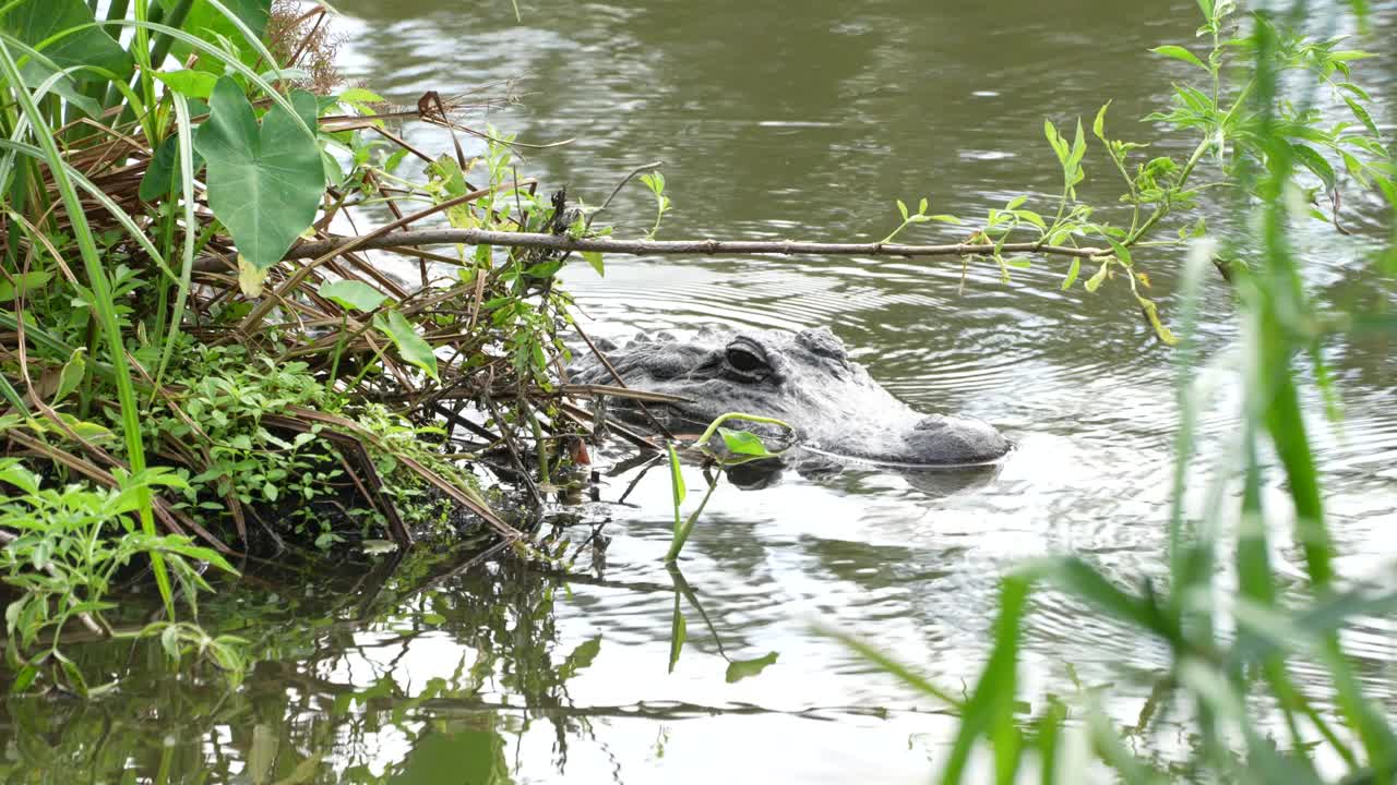 沼泽里的美洲短吻鳄视频素材