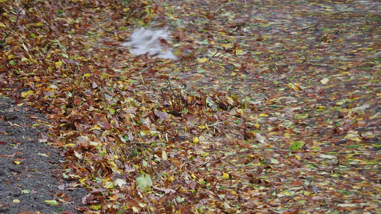 英国湖区安布尔赛德，暴雨过后的洪水过后，温德米尔湖边的树叶。视频素材