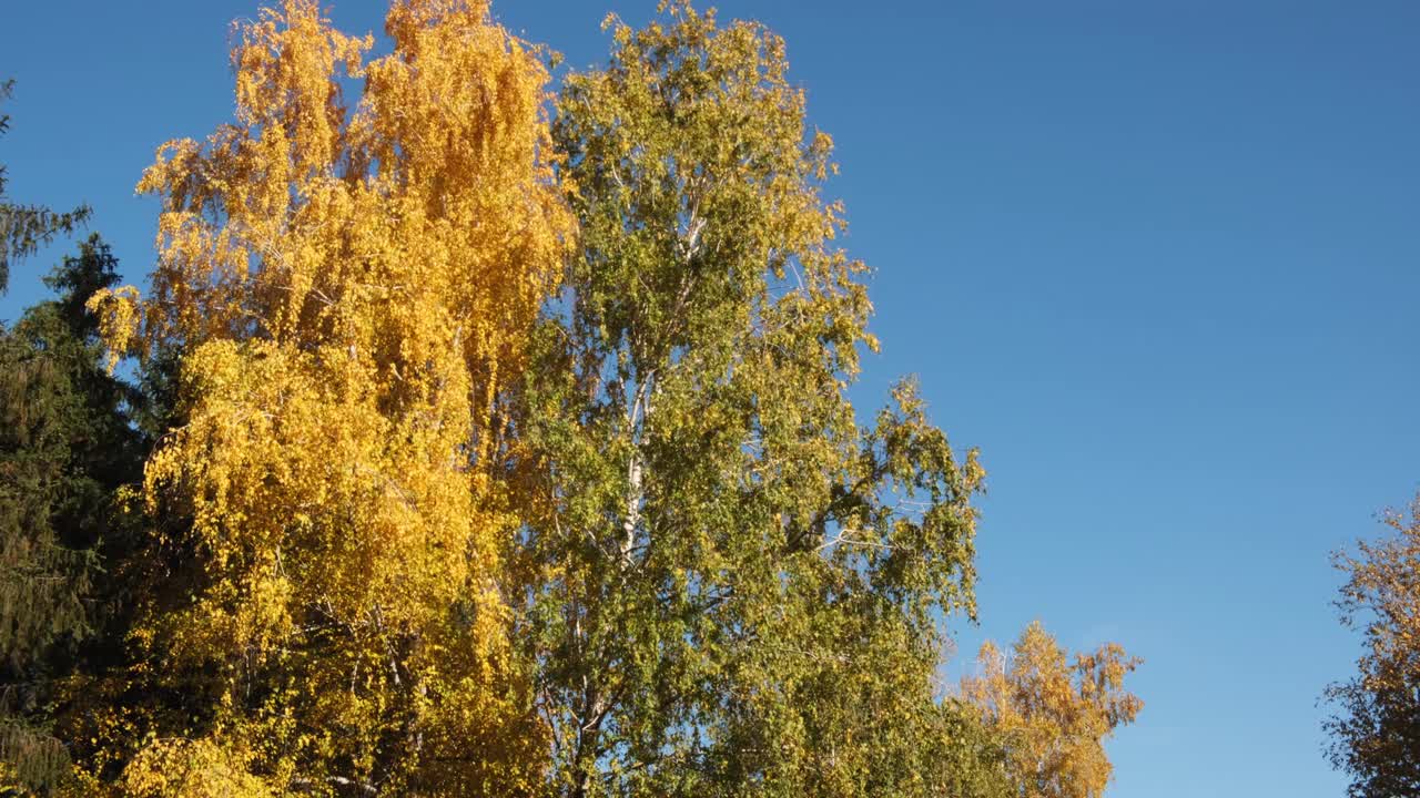 10月温暖的白天，白桦林里的树木视频素材