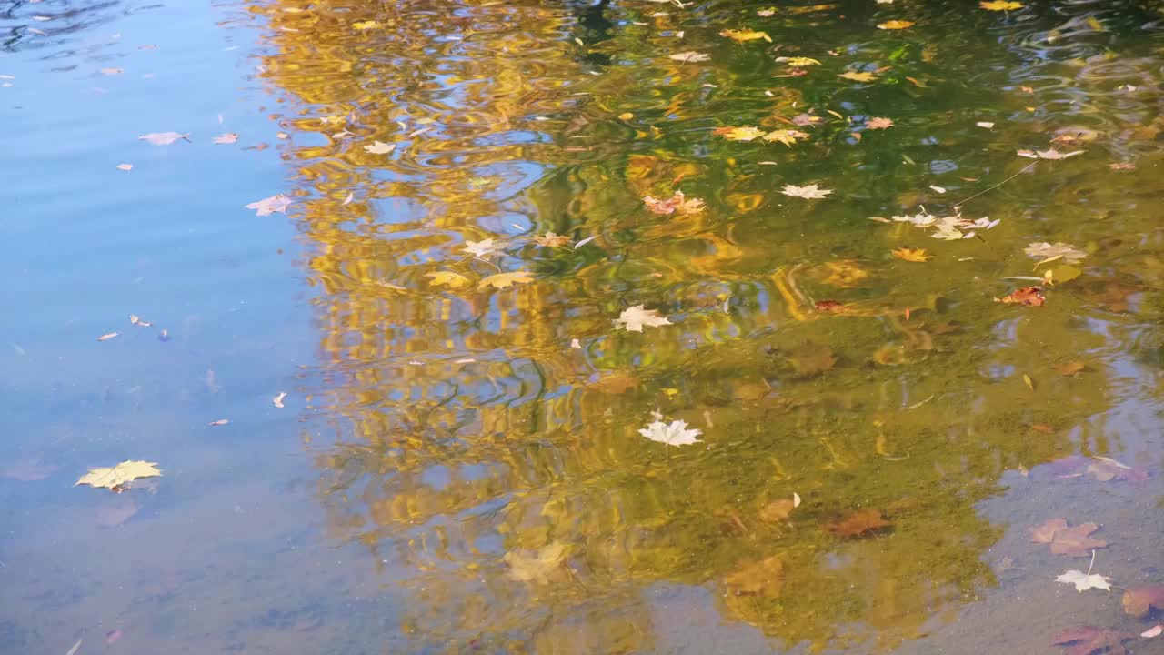 池塘里黄色的秋叶随风飘动。树木倒映在蓝色的水中。视频素材