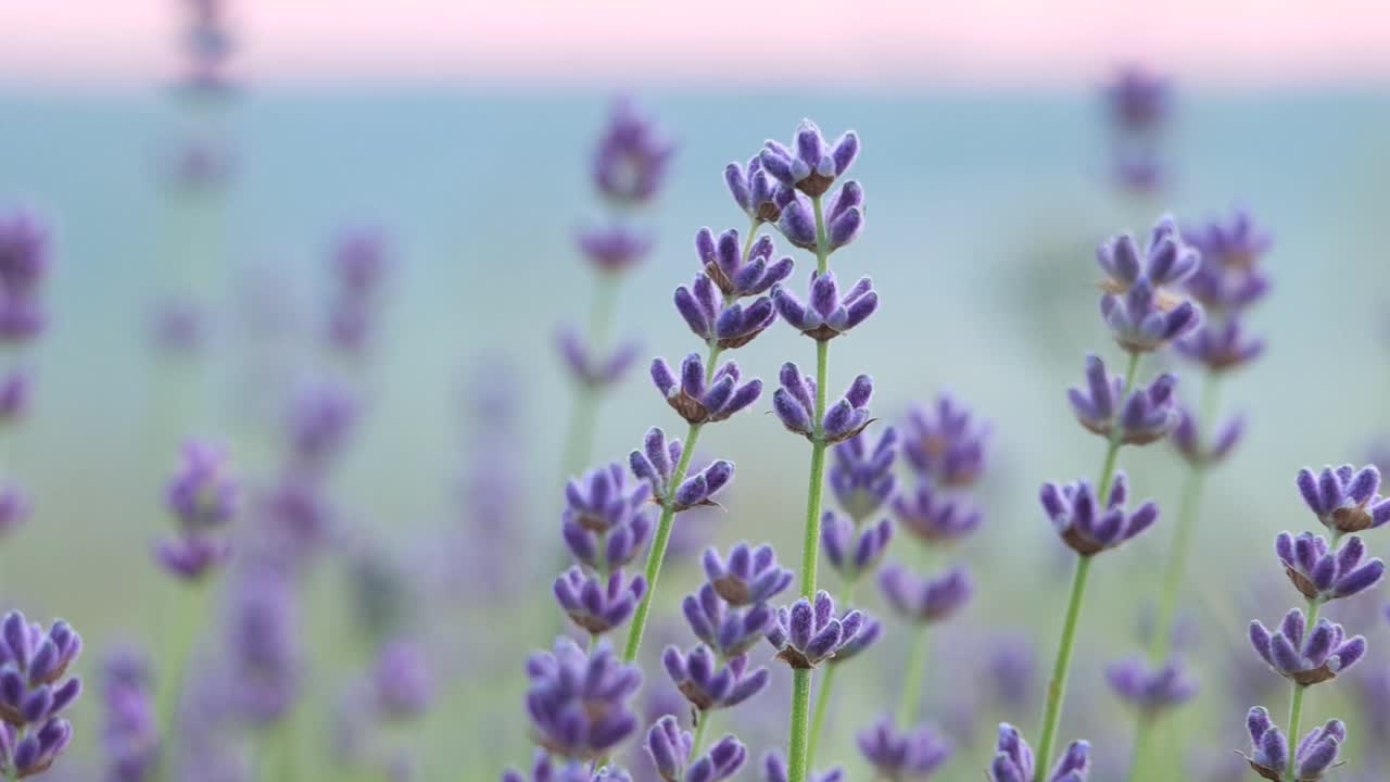 美丽盛开的紫色薰衣草花视频素材