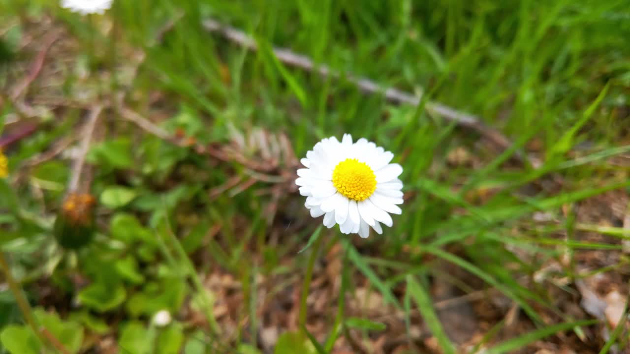 夏日草地上白色洋甘菊的特写镜头视频素材