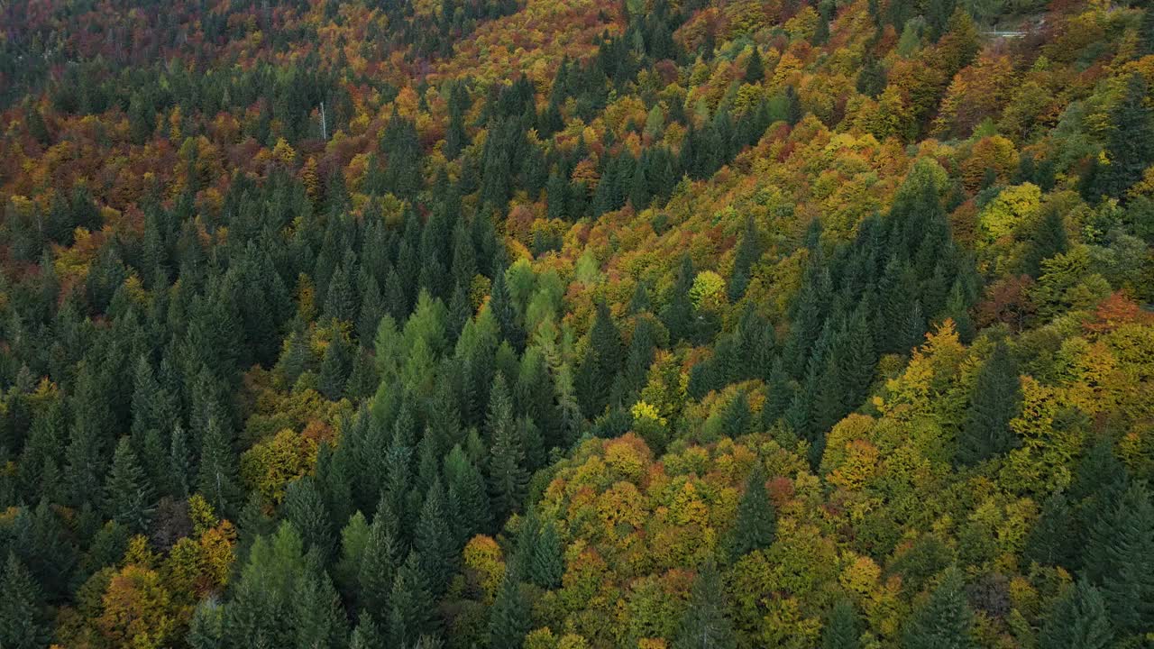 鸟瞰美丽的林地在秋天视频素材