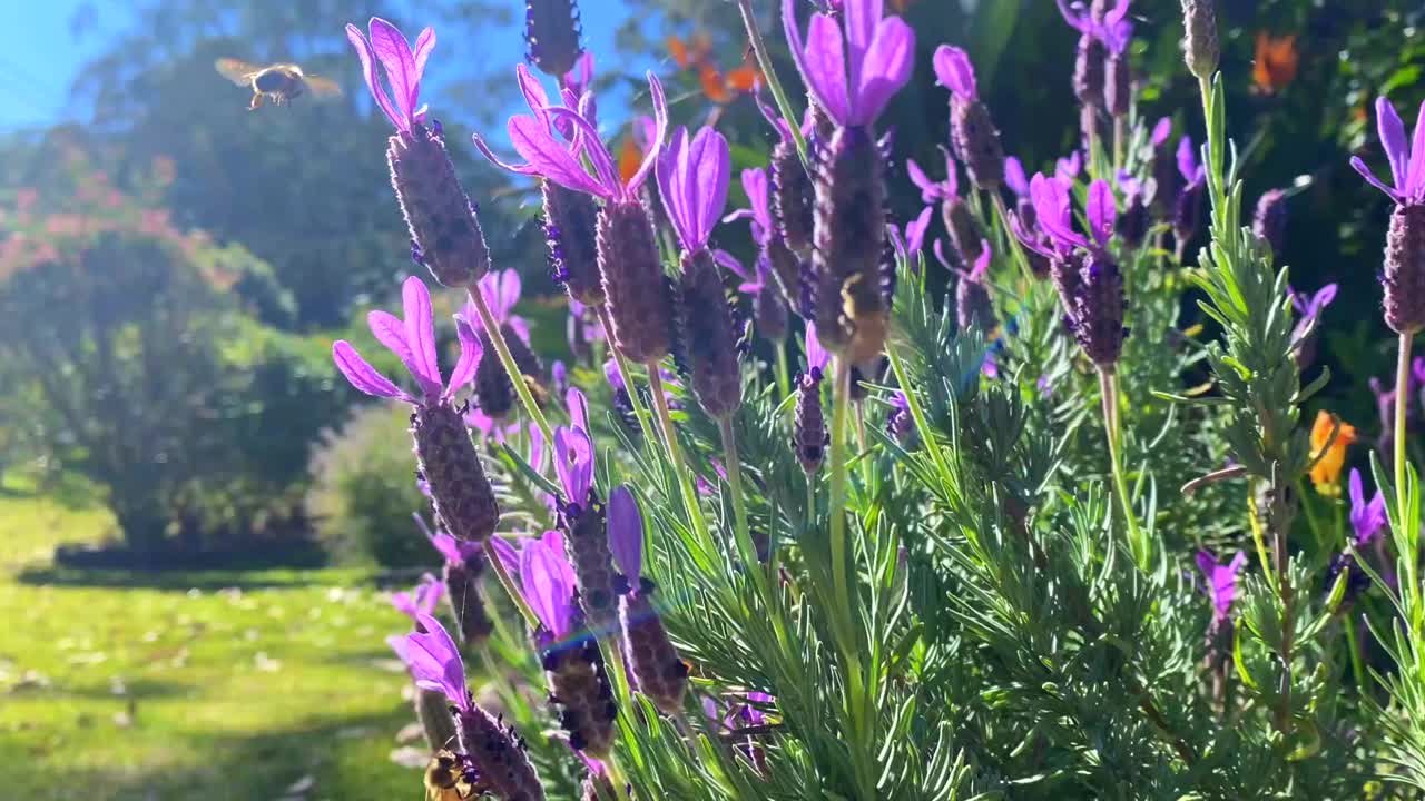 蜜蜂在薰衣草花园收集花粉视频素材