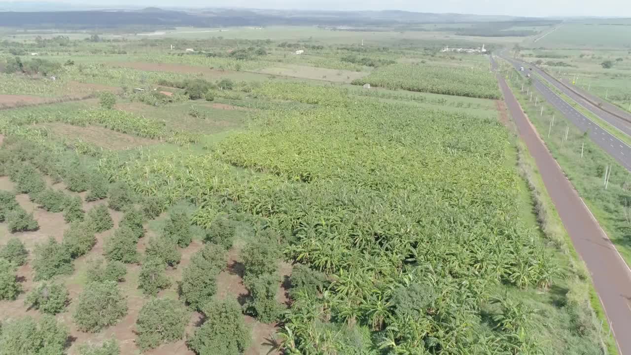 鸟瞰种植园上的香蕉。巴西香蕉种植园的无人机美景。视频素材