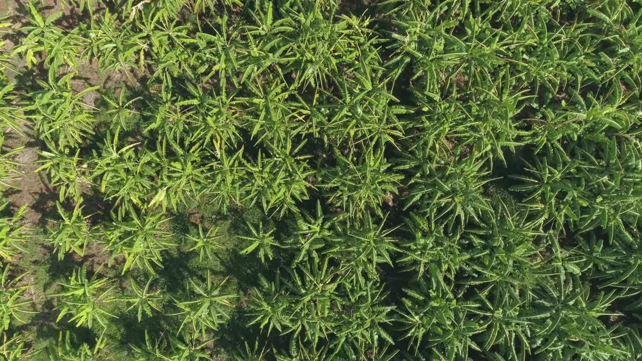 鸟瞰种植园上的香蕉。巴西香蕉种植园的无人机美景。视频素材