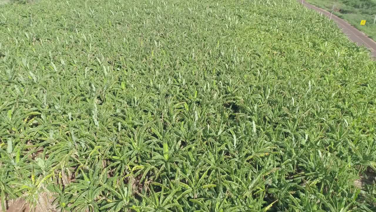 鸟瞰种植园上的香蕉。巴西香蕉种植园的无人机美景。视频素材