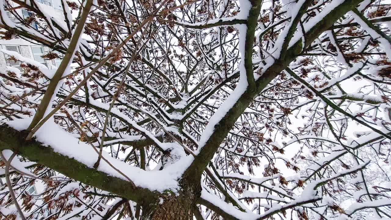 树干和树枝在雪中，在冬天下雪。美丽的大自然视频素材