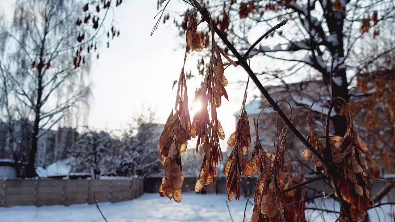 冬天，在清晨阳光的映衬下，树枝上的干种子。冬天的降雪，特写镜头视频素材