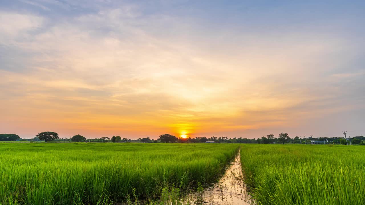 4K Time lapse of scenery view of green Rice In The Field grass with Field cornfield or In Asia country agricultural harvest with fluffy clouds blue dramatic sunrise or sunset sky。4K Time lapse of landscape绿色大米在田野的草田玉米田或在亚洲国家农业收获与蓬松的云蓝色戏剧性的日出或日落的天空视频素材