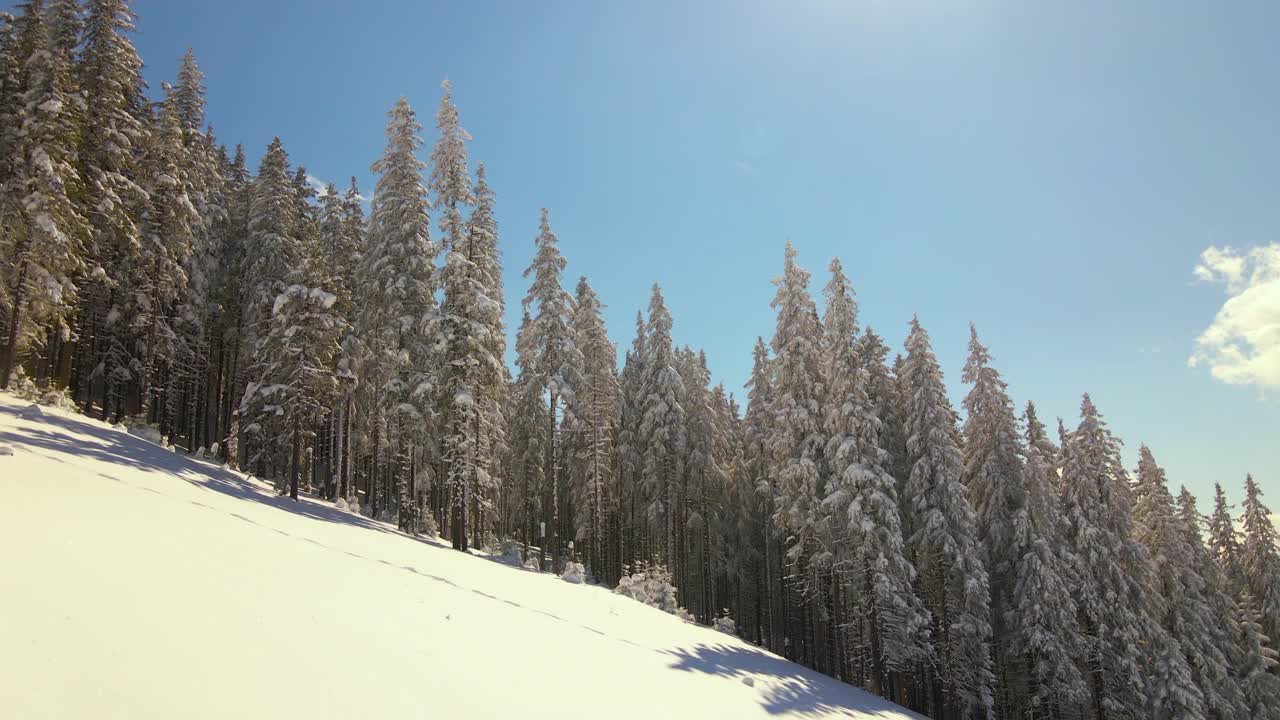 在寒冷明亮的冬日，高大的松树覆盖着刚落下的雪。视频素材