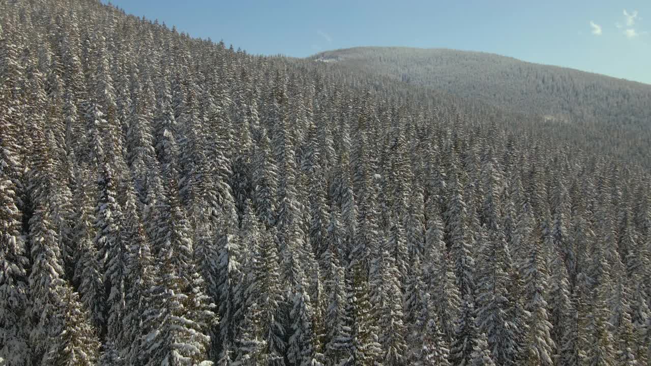 鸟瞰图高大的松树覆盖着刚落下的雪在冬季的山林寒冷明亮的一天。视频素材