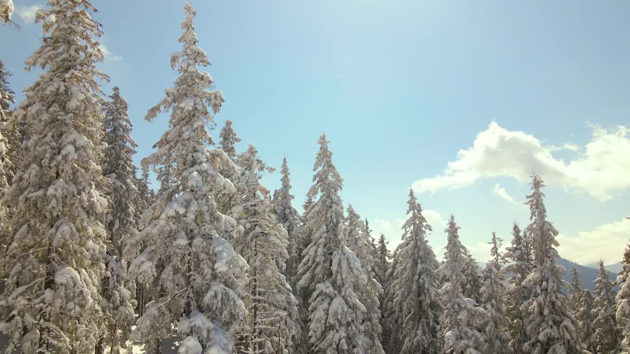 鸟瞰图高大的松树覆盖着刚落下的雪在冬季的山林寒冷明亮的一天。视频素材