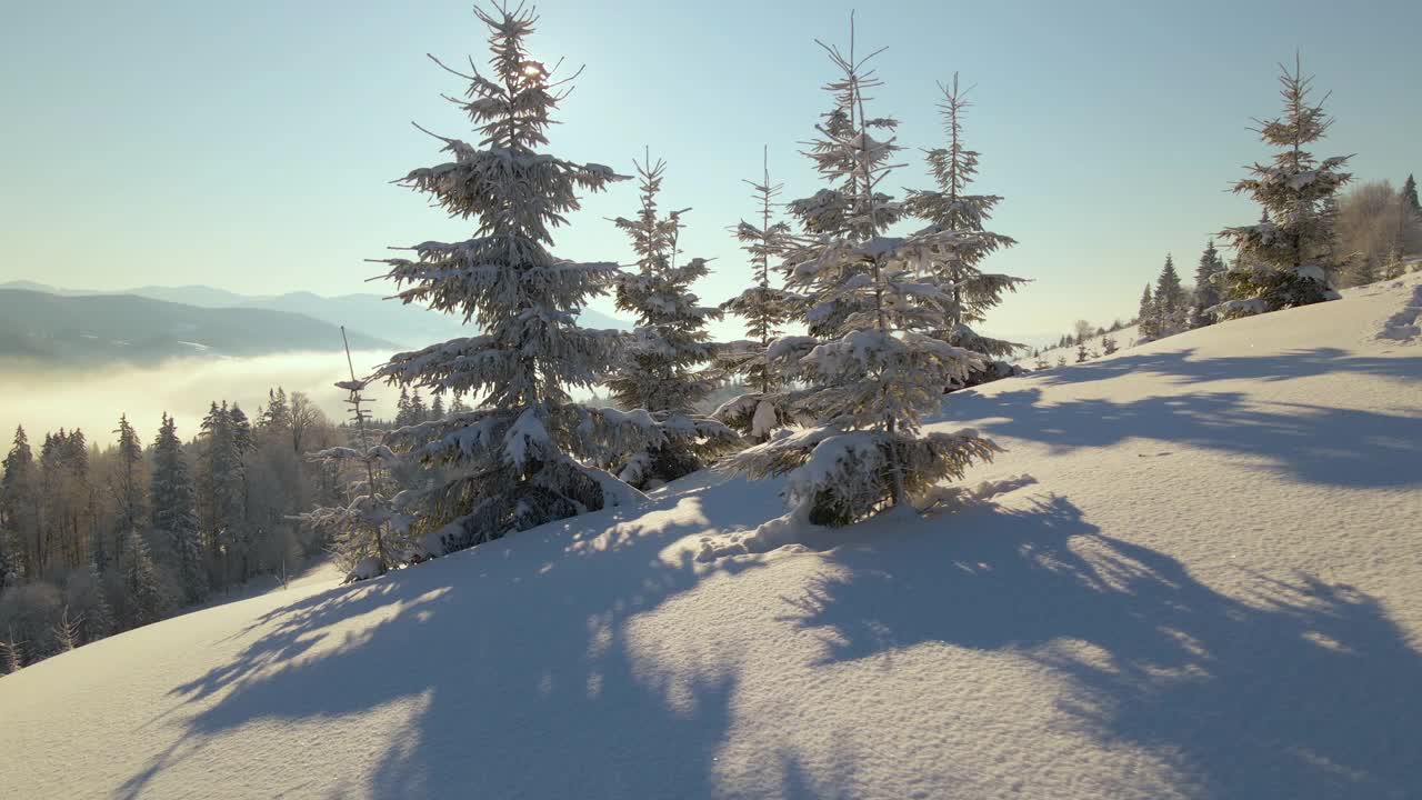 令人惊叹的冬季景观与松树的雪覆盖森林在寒冷的雾山在日出视频素材