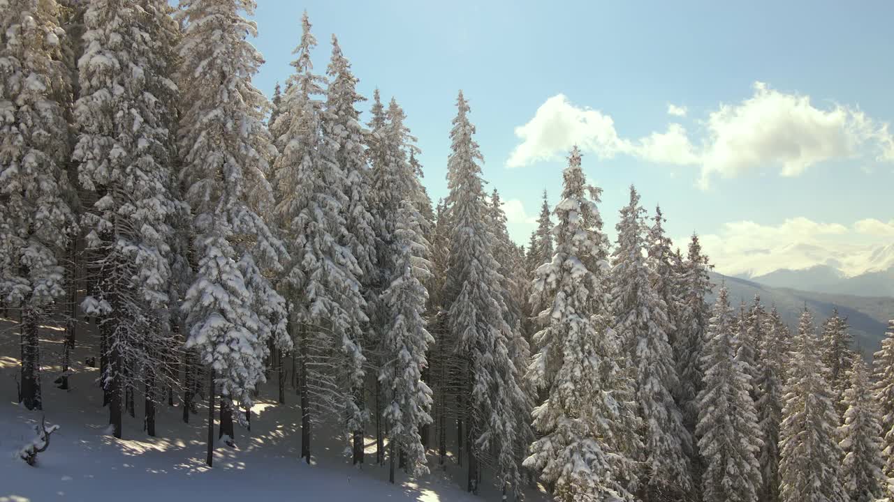 鸟瞰图高大的松树覆盖着刚落下的雪在冬季的山林寒冷明亮的一天视频素材