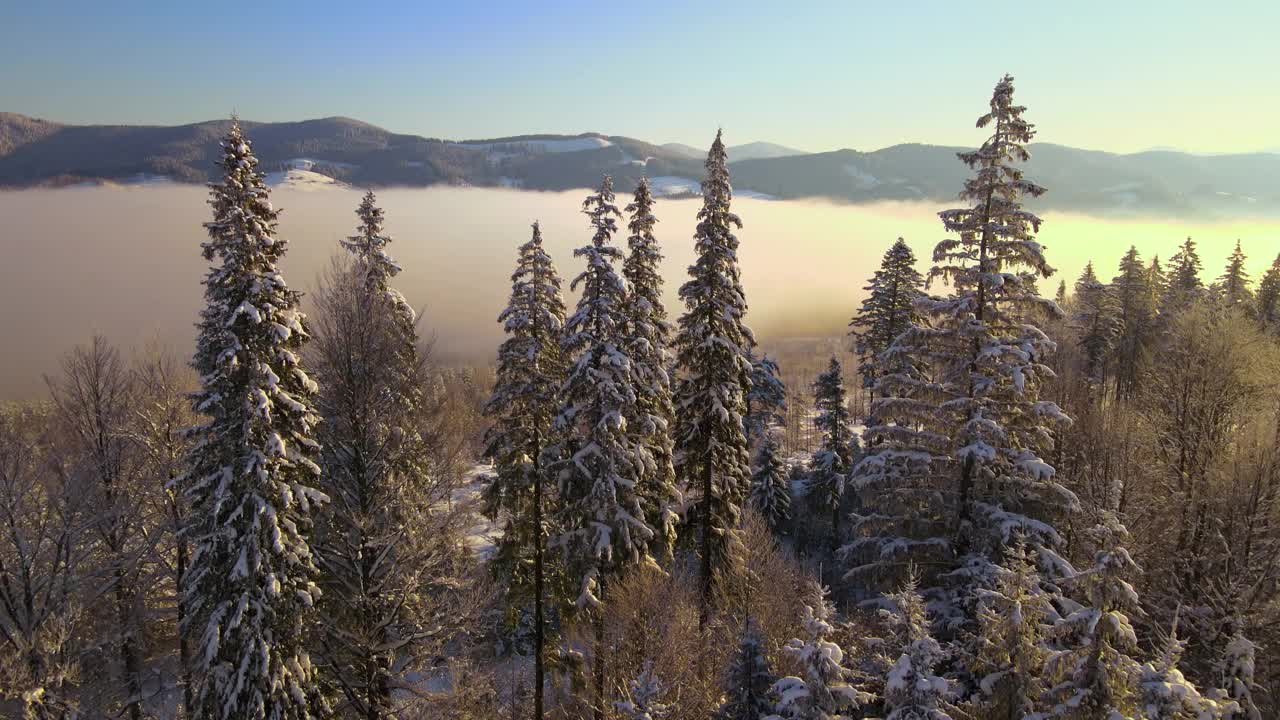 令人惊叹的冬季景观与松树的雪覆盖森林在寒冷的雾山在日出视频素材