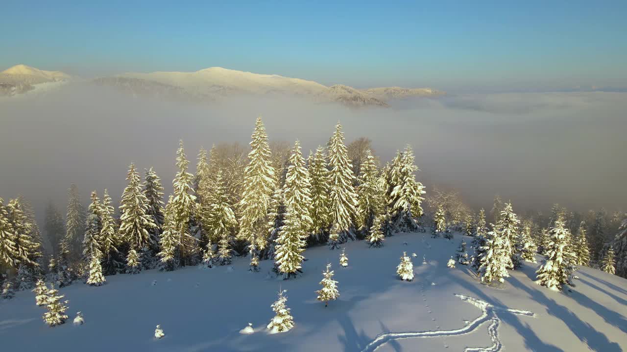 令人惊叹的冬季景观与松树的雪覆盖森林在寒冷的雾山在日出。视频素材