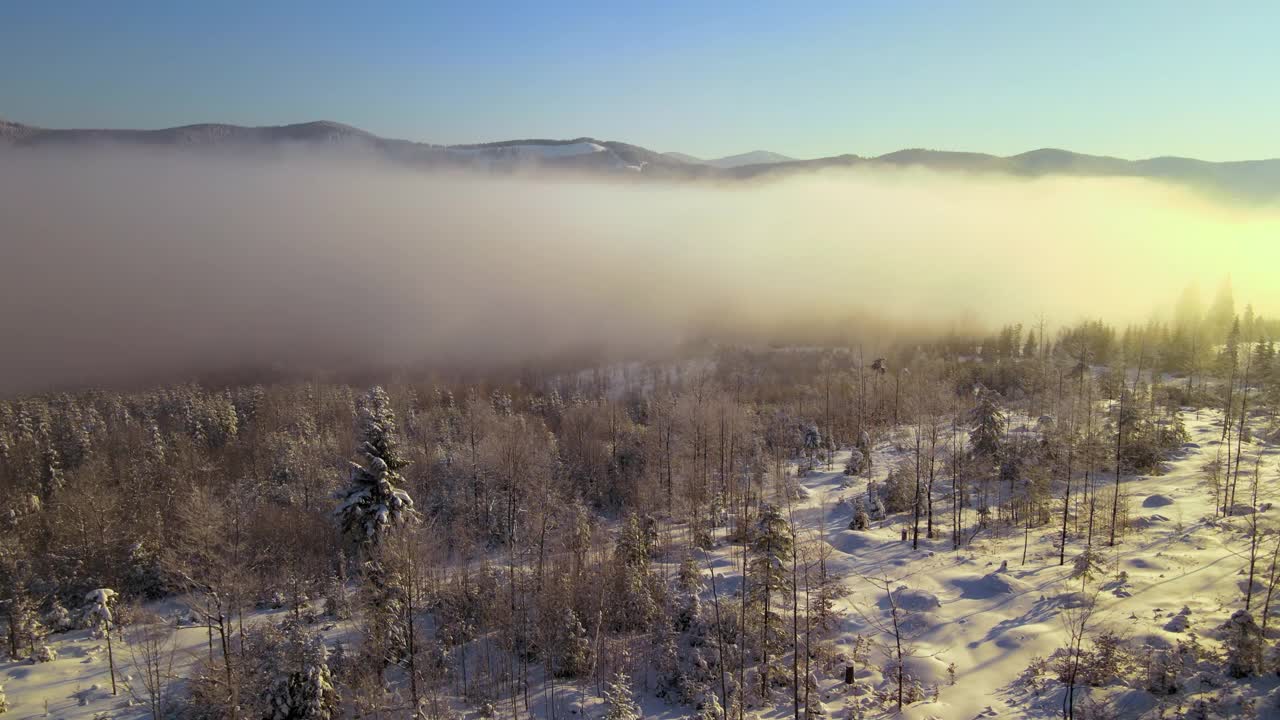 令人惊叹的冬季景观与松树的雪覆盖森林在寒冷的雾山在日出视频素材