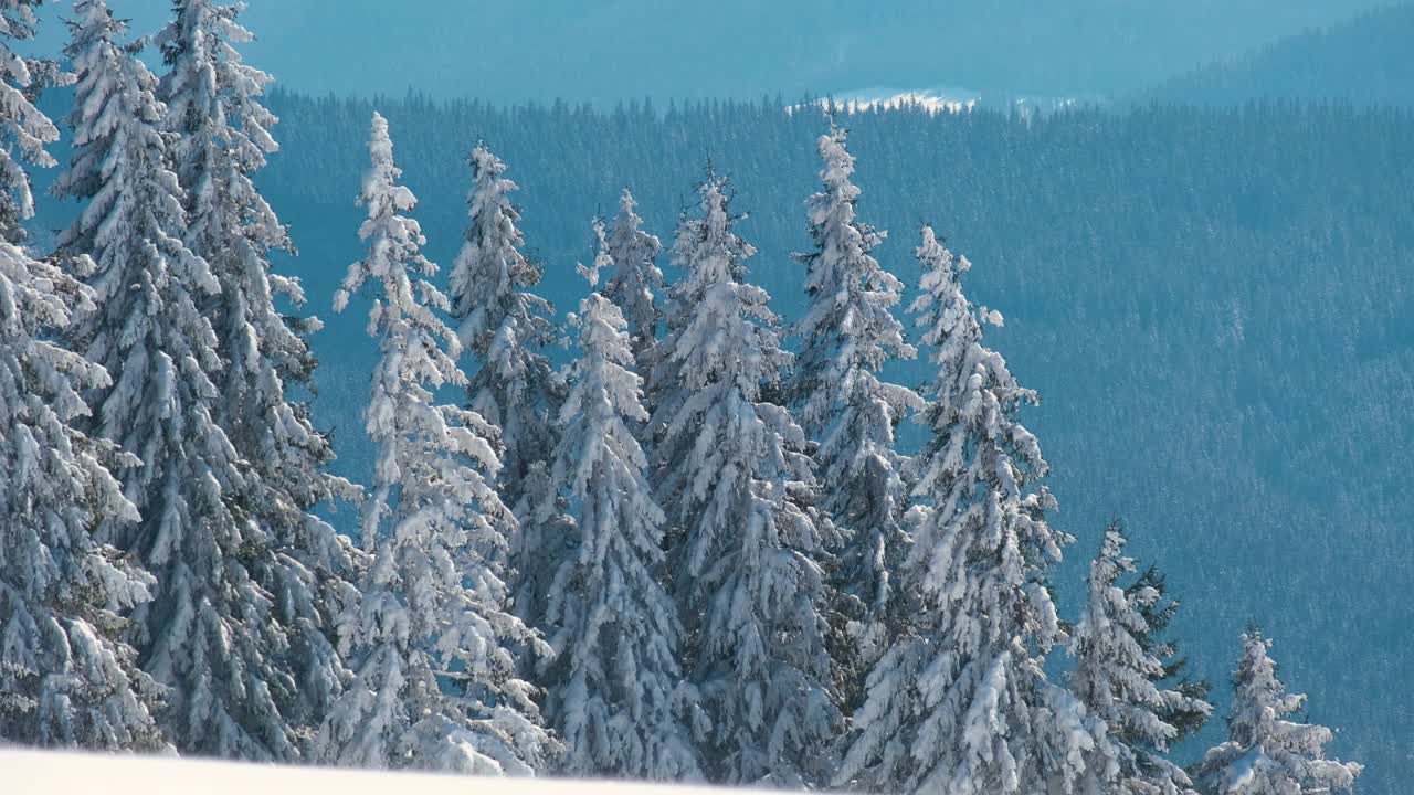 在寒冷明亮的冬日，高大的常绿松树覆盖着刚落下的雪视频素材