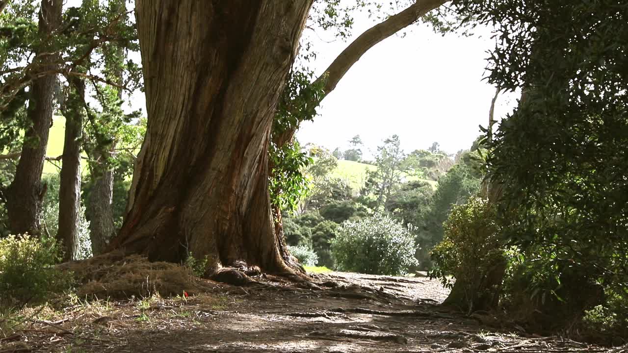 松林、风景、徒步旅行、户外、生态系统视频素材