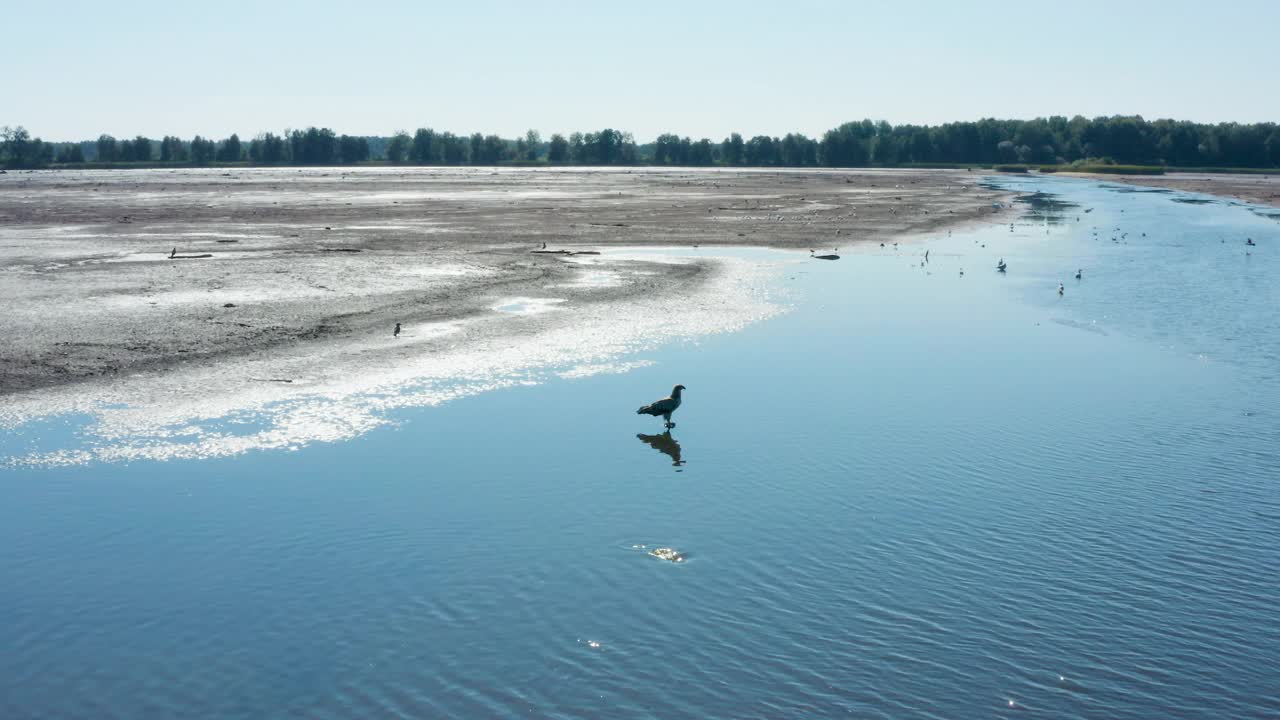 帕拉斯的鱼鹰，Haliaeetus leucoryphus，在池塘中央，欧洲视频素材