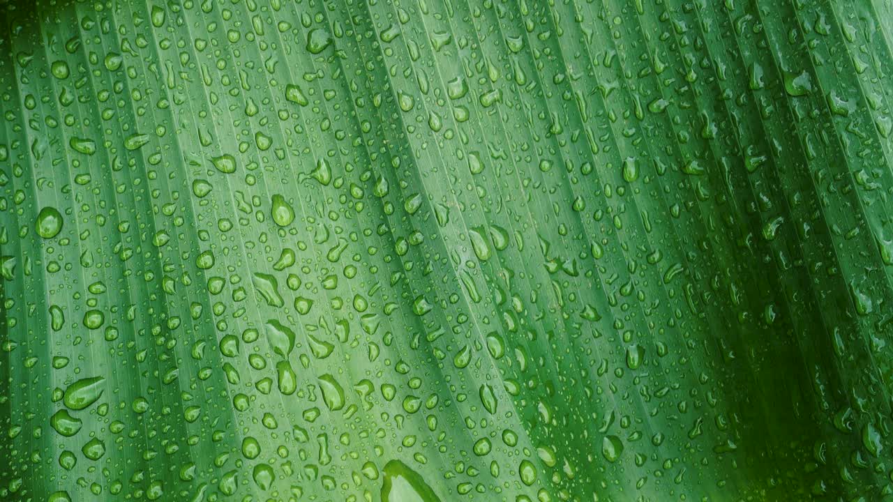 雨滴落在香蕉叶上视频素材