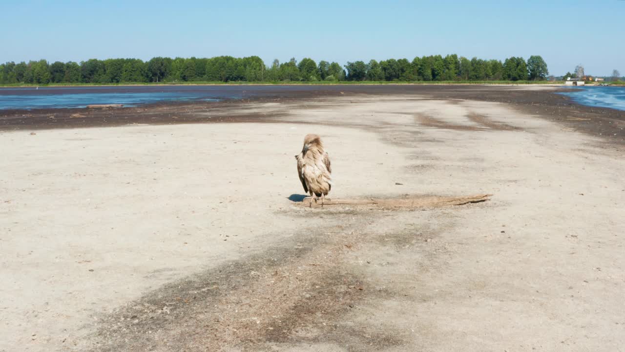 帕拉斯的鱼鹰，Haliaeetus leucoryphus，在欧洲池塘中间的沙滩上视频素材