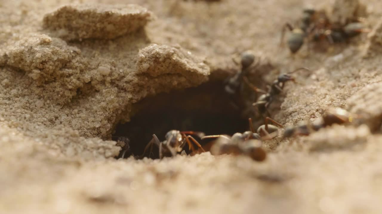 蚂蚁走出巢穴，建造巢穴，倒出沙垃圾，在地上行走视频素材