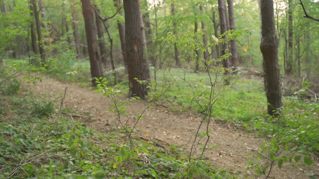 年轻的山地自行车手在森林里的一条小路上爬行视频素材