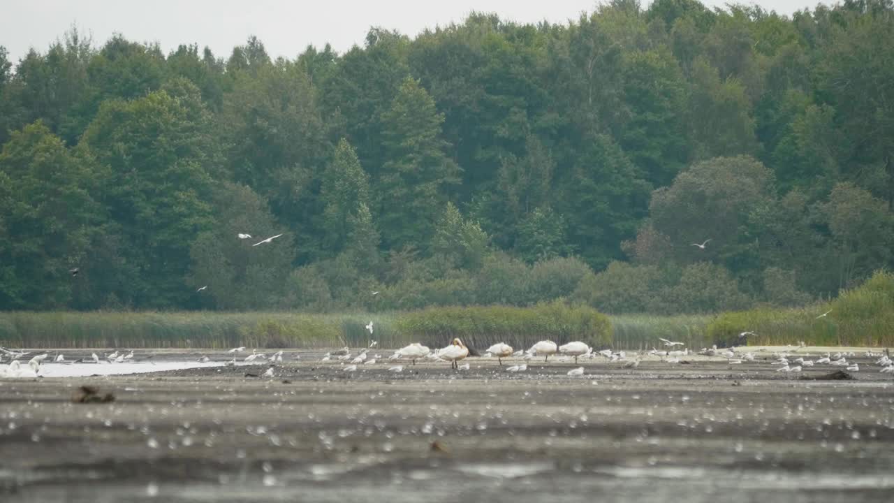 帕拉斯的鱼鹰，Haliaeetus leucoryphus，落在池塘中央的树桩上视频素材